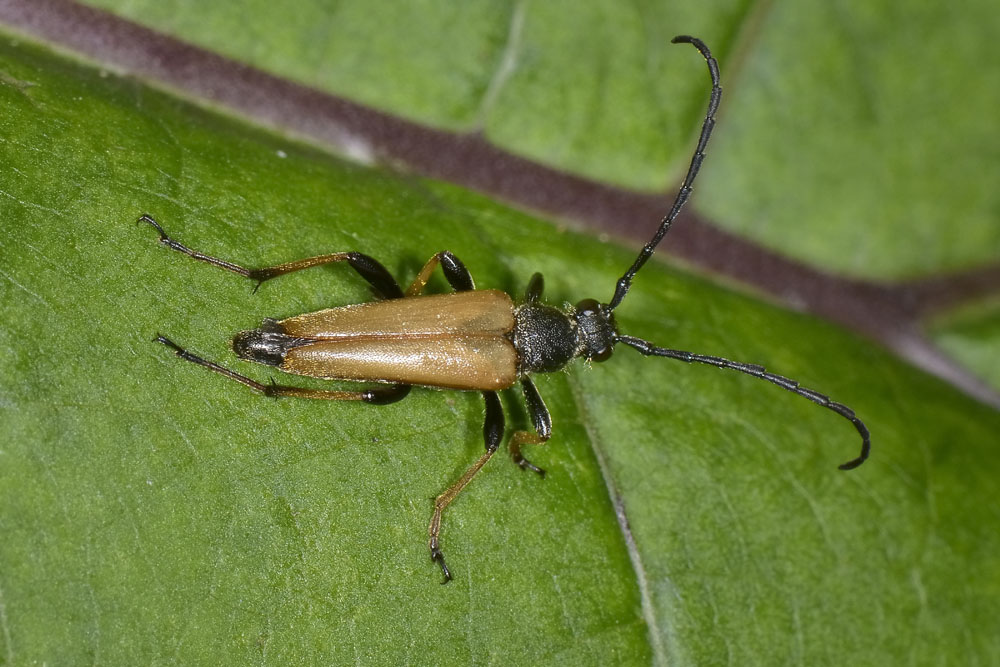 Stictoleptura rubra, Cerambycidae